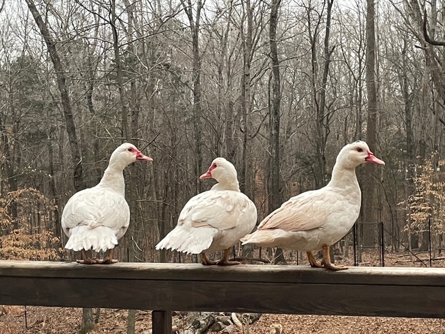 Adult Muscovy ducks standing near a railing