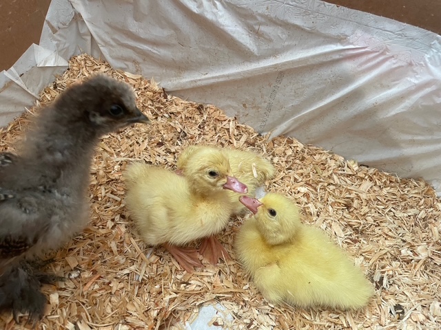Close view of Muscovy ducklings in grass