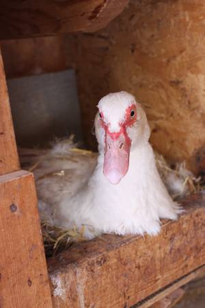 A Muscovy duck settled on a nest